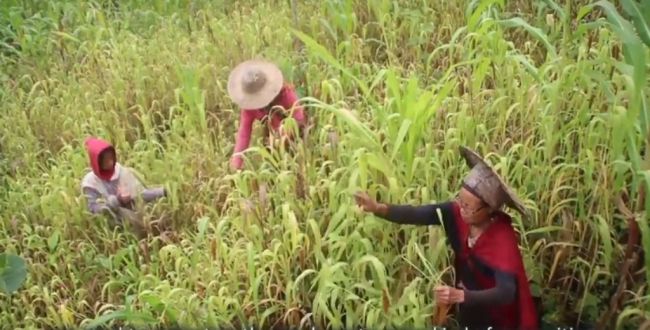 A video grab from the community film ‘Millets: Securing Lives’ (2015) that highlighted how Sümi Village in Phek district instated a successful program to revive millets and agrodiverse agriculture